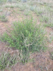 Artemisia arenaria