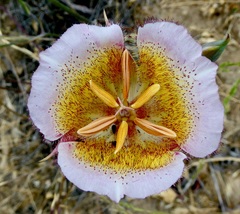 Calochortus plummerae