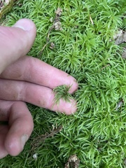 Leucolepis