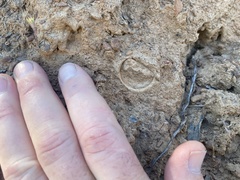 Hebestatis theveneti