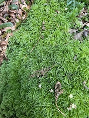 Leucolepis