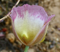 Calochortus plummerae