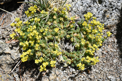 Draba densifolia