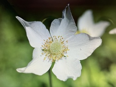 Anemonoides sylvestris