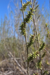 Salix vinogradovii