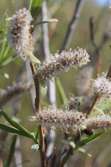 Salix vinogradovii