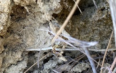 Hebestatis theveneti