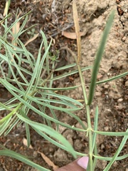 Asclepias fascicularis