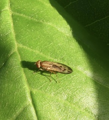 Opomyza petrei