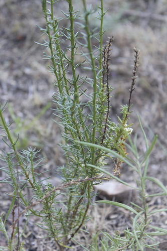 Image of Hebenstretia integrifolia by (c) Karen Eichholz, some rights reserved (CC BY)