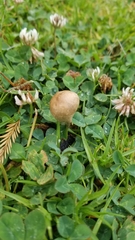 Panaeolopsis