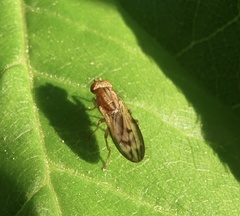 Opomyza petrei