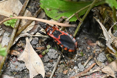 Haematoloecha nigrorufa