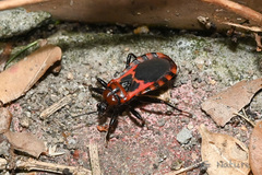 Haematoloecha nigrorufa