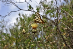 Rhaponticoides africana