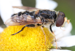 Parhelophilus flavifacies