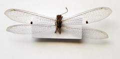 Megistopus flavicornis