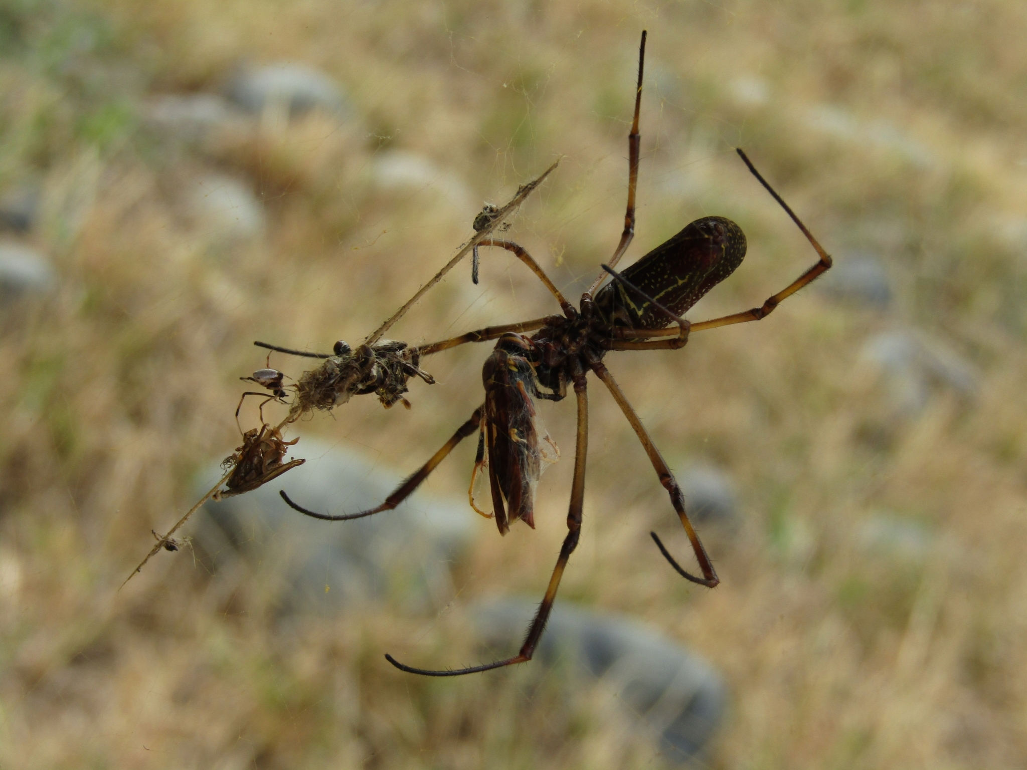 Araneidae image