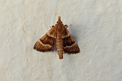 Stemmatophora combustalis