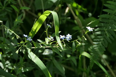 Myosotis martini