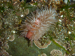 Aeolidia