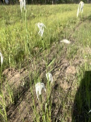 Rhynchospora latifolia