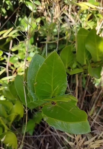 Griselinia scandens (Griselinia scandens)