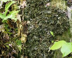 Peltigera elisabethae