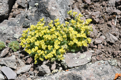 Draba densifolia
