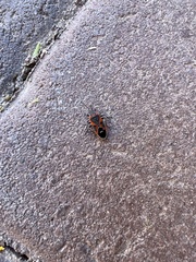 Lygaeus kalmii kalmii