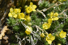 Draba densifolia