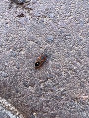 Lygaeus kalmii kalmii