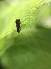 Psychoides filicivora