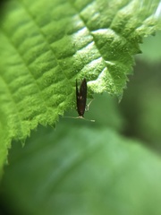 Psychoides filicivora