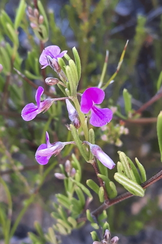 Image of Indigofera sulcata by (c) Karen Eichholz, some rights reserved (CC BY)