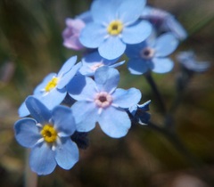 Myosotis lithospermifolia