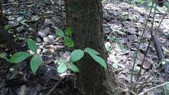 Acer negundo negundo