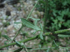 Centaurea leucophaea