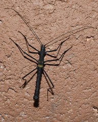Paranisomorpha