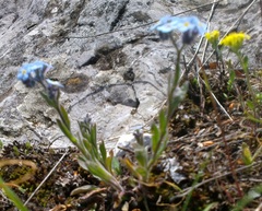 Myosotis lithospermifolia