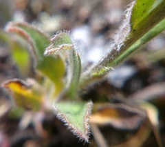 Myosotis lithospermifolia