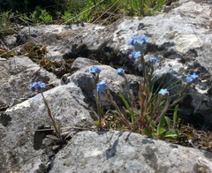 Myosotis lithospermifolia