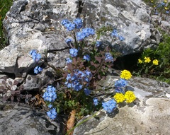 Myosotis lithospermifolia