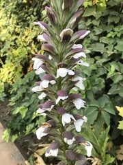 Acanthus mollis
