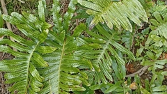 Polypodium macaronesicum azoricum