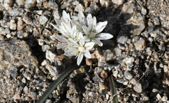 Allium obtusum obtusum