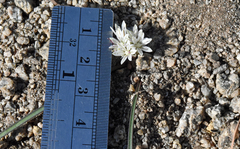 Allium obtusum obtusum