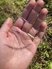 Polygala appendiculata