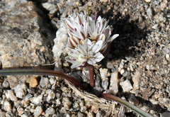 Allium obtusum obtusum