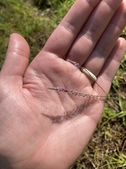 Polygala appendiculata